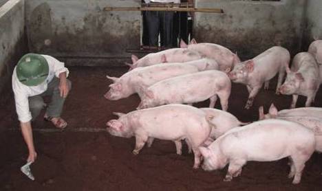 Cách phòng bệnh rối loạn hô hấp ở lợn